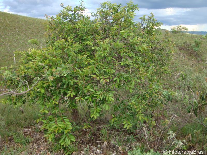 Hancornia speciosa