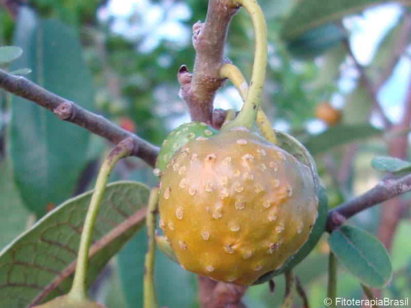 Fruto