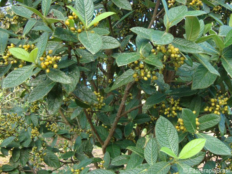 Folhas e frutos