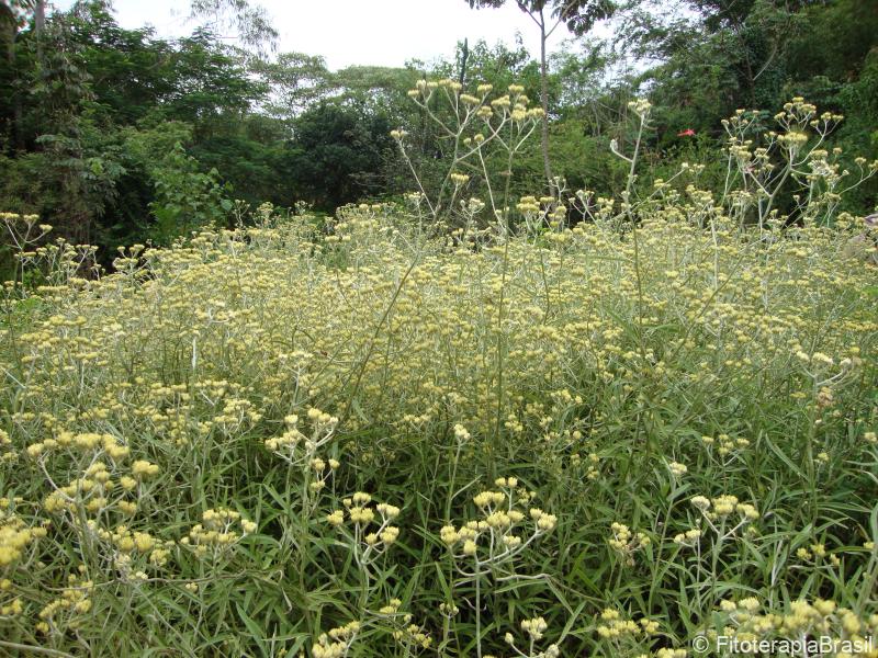 Achyrocline satureidoides