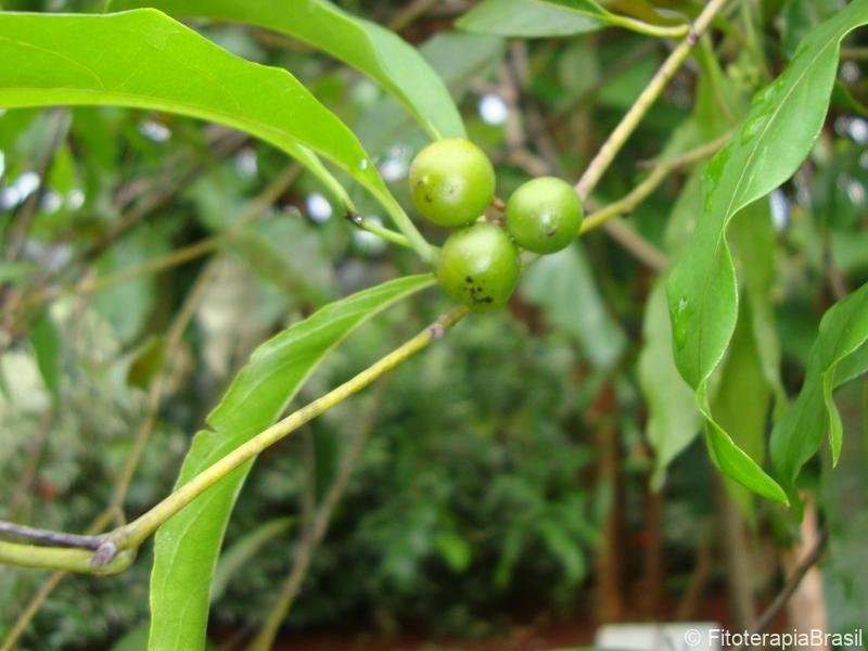 Frutos verdes