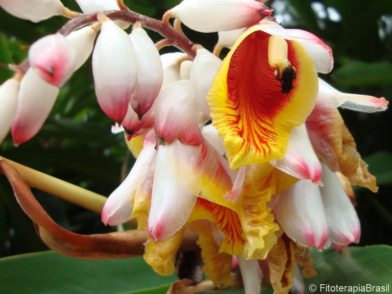 Flor