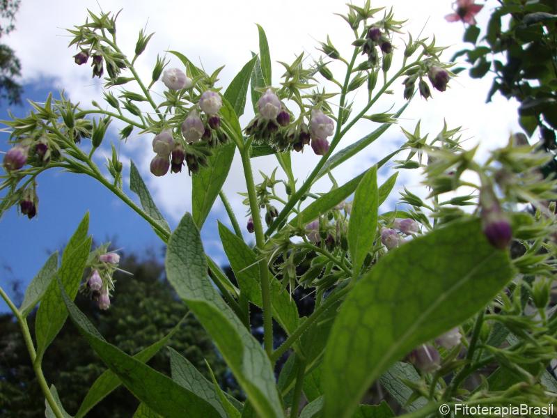 Symphytum officinale