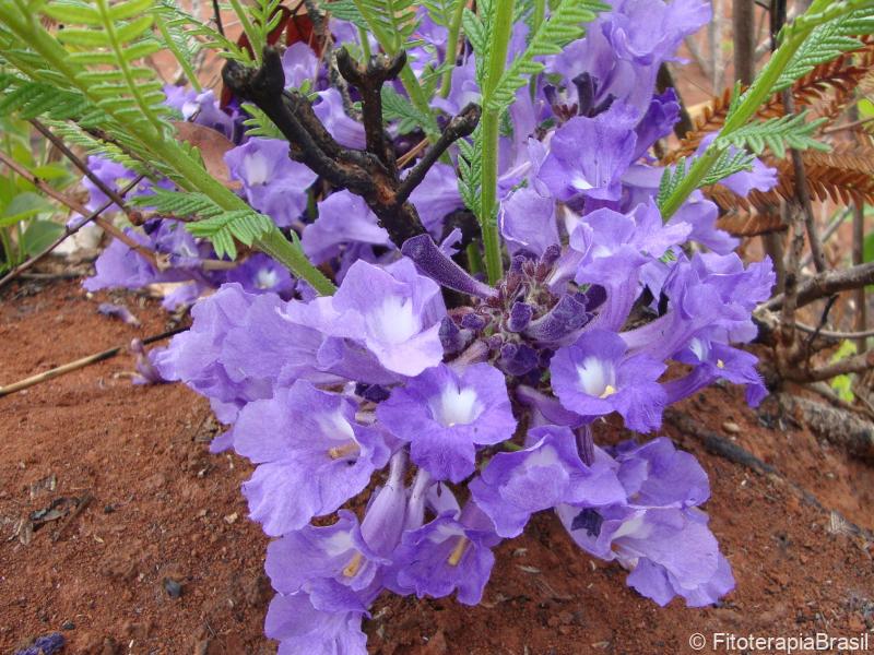 Flores
