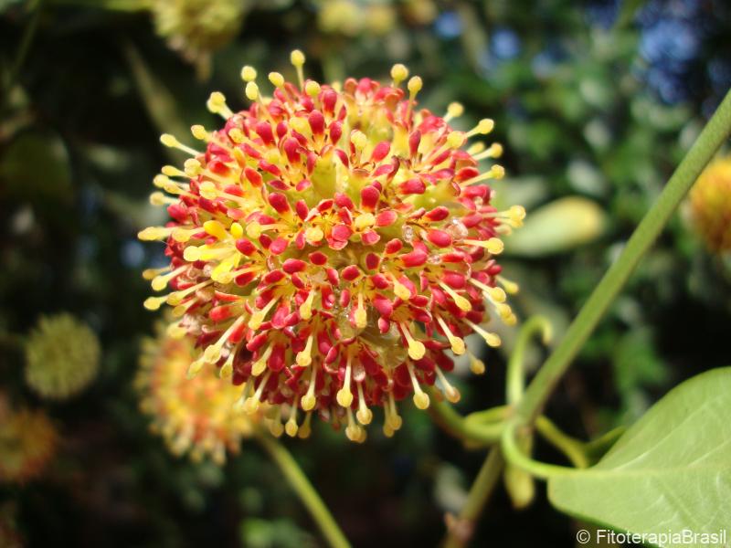 Uncaria guianensis
