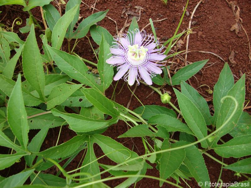Folhas e flor