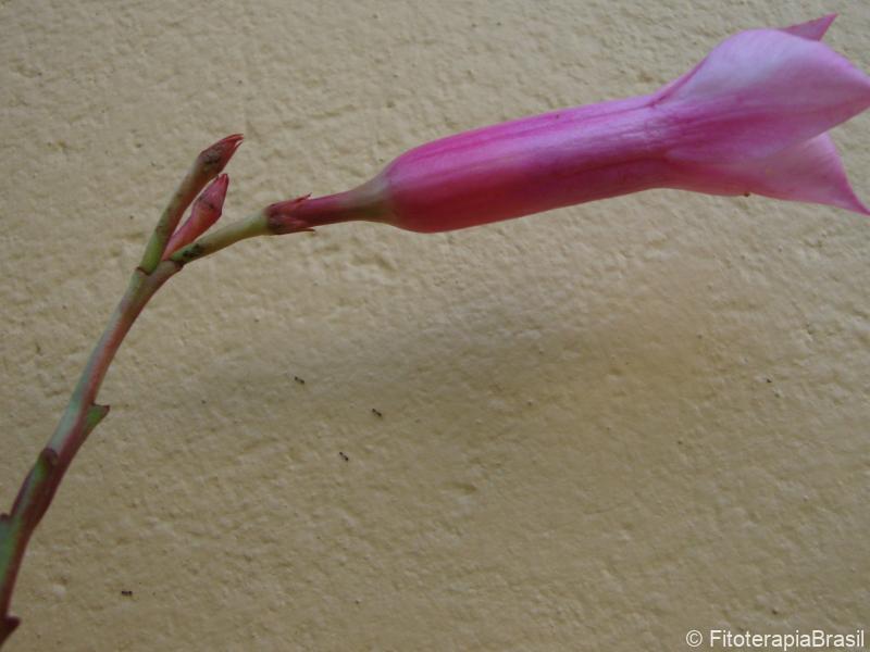 Flor