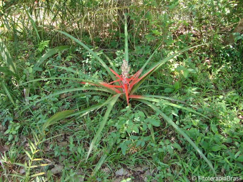 Bromelia antiacantha