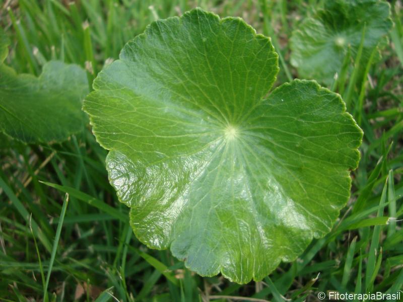 Hydrocotyle umbellata