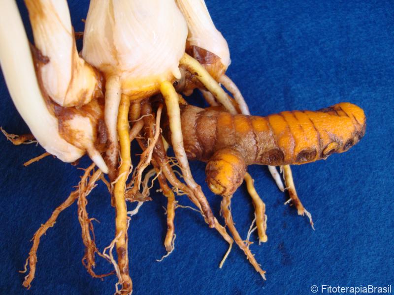 Curcuma longa