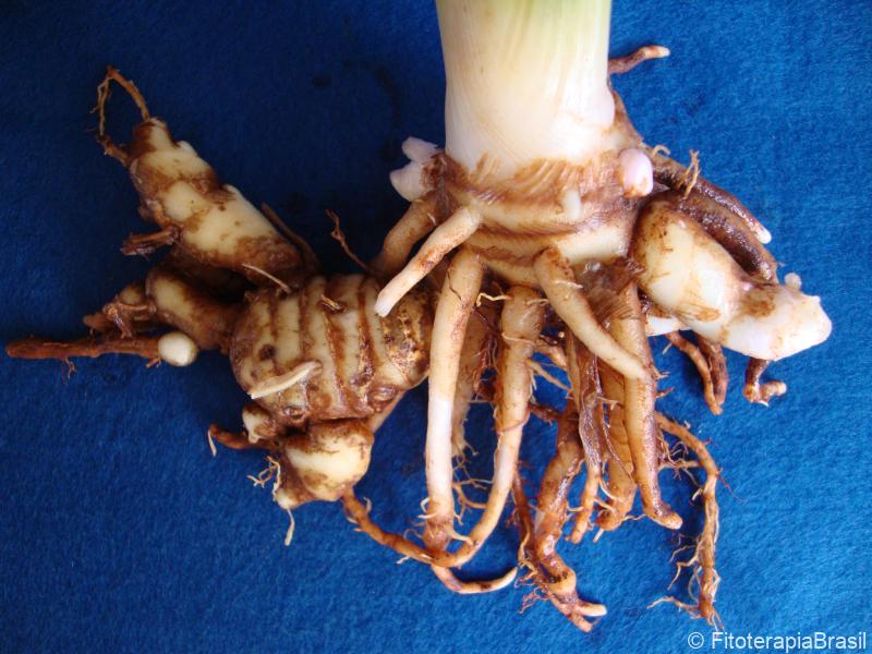 Curcuma zedoaria