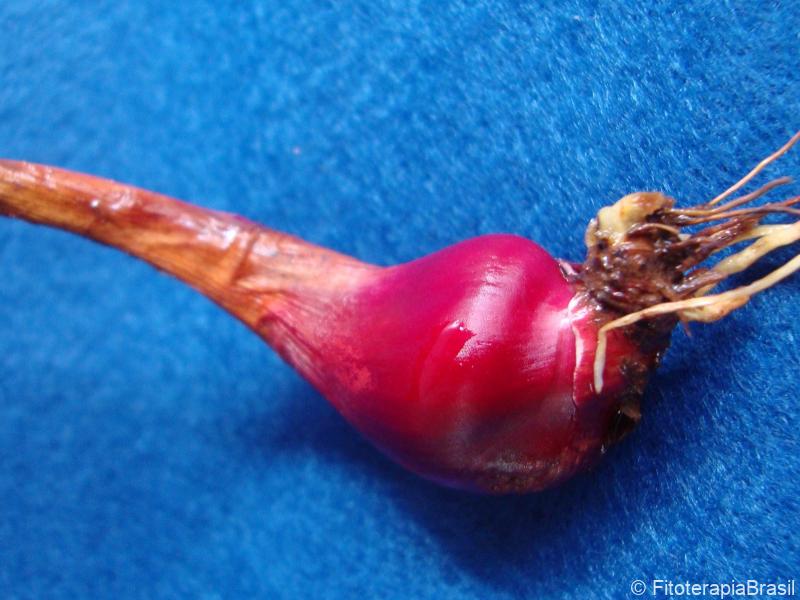 Eleutherine bulbosa