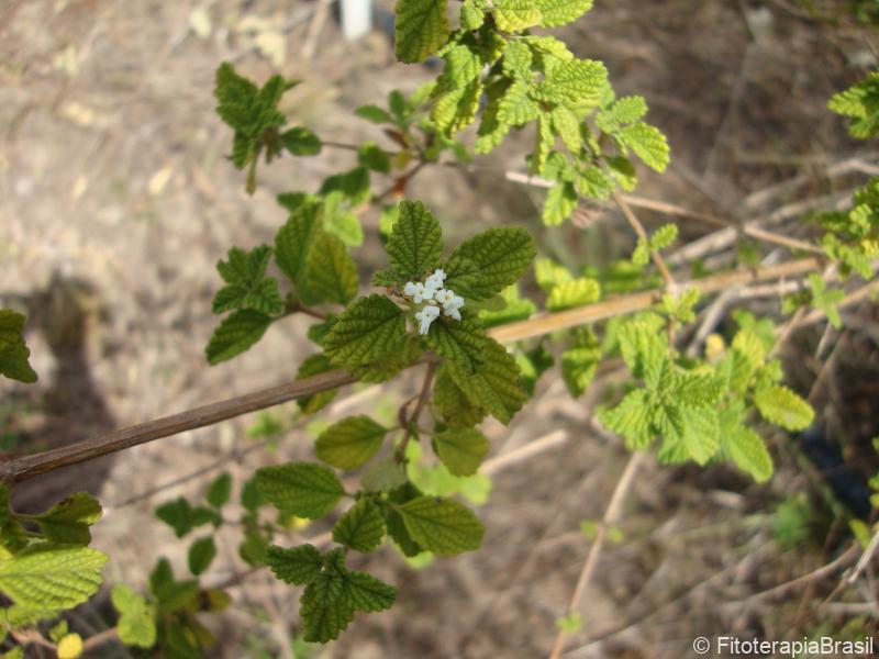 Lippia origanoides