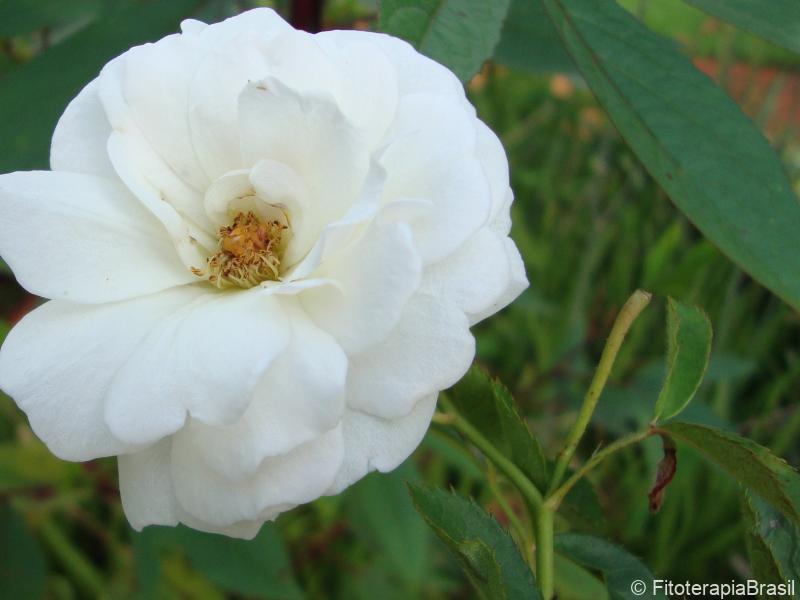 Flor