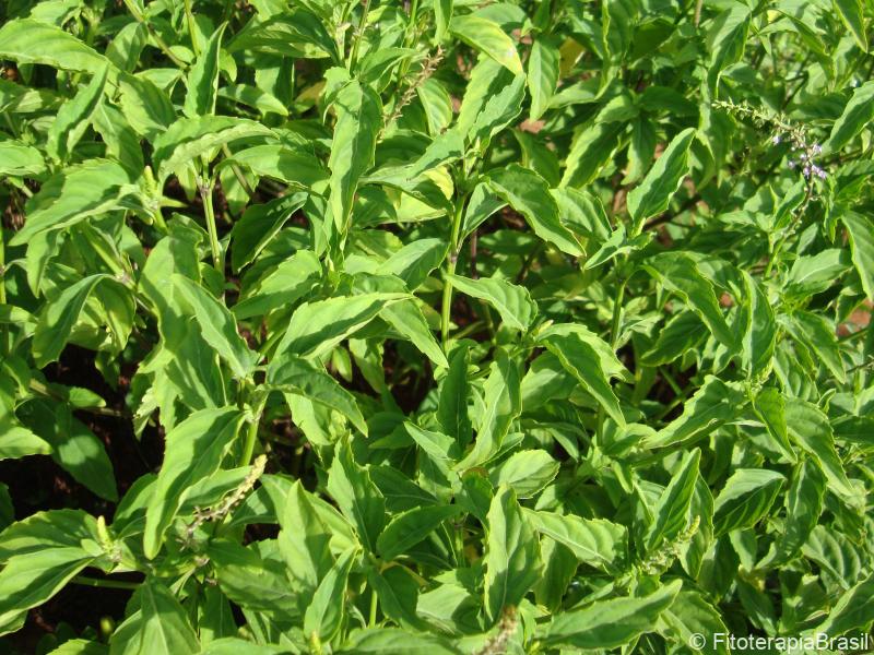 Ocimum selloi
