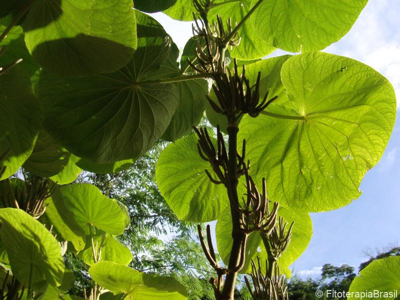 Folhas e frutos