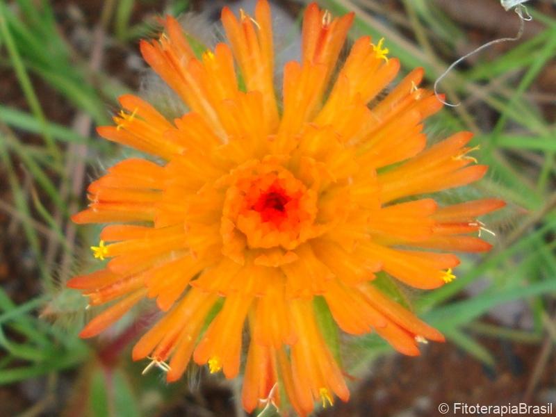 Flor