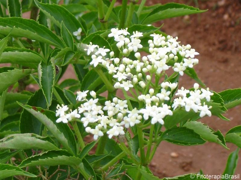 Sambucus australis