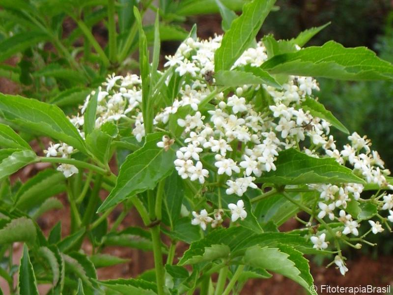 Sambucus australis