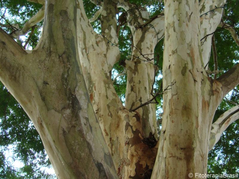 Caesalpinia ferrea