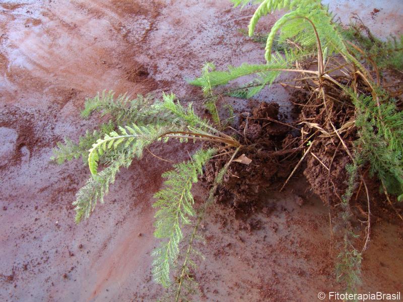 Achillea millefolium