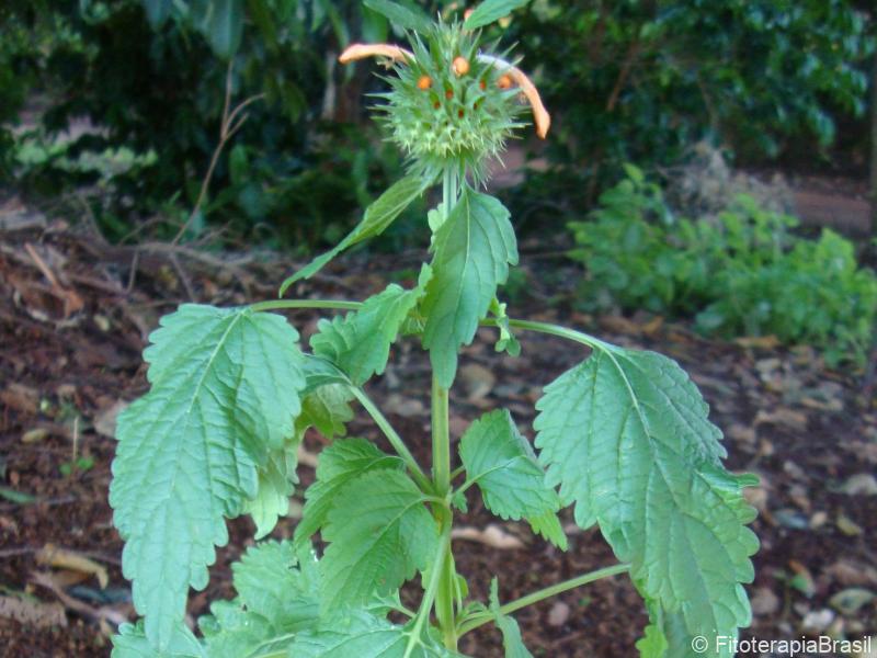 Leonotis nepetifolia