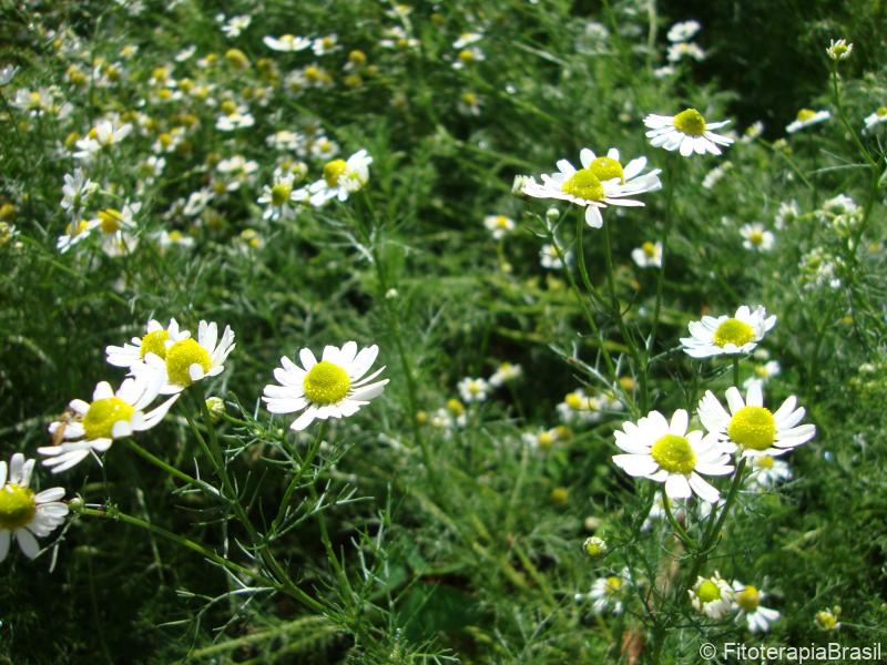 Matricaria chamomilla