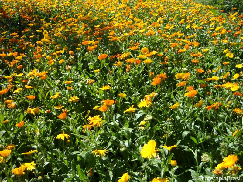 Calendula officinalis