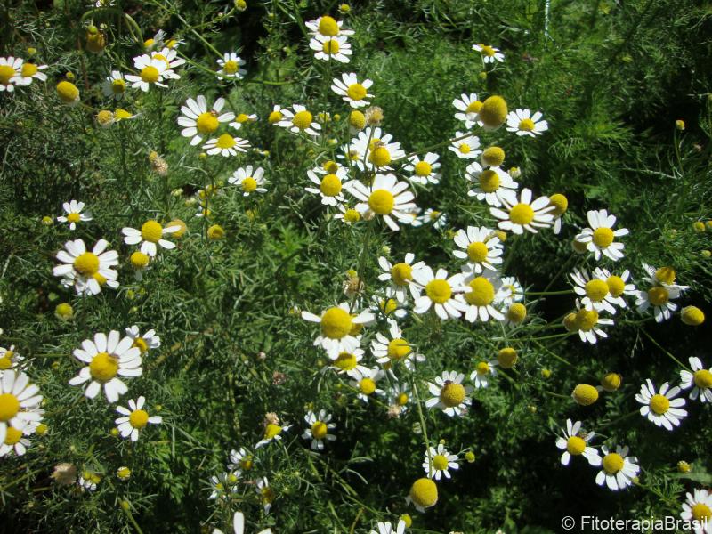 Matricaria chamomilla