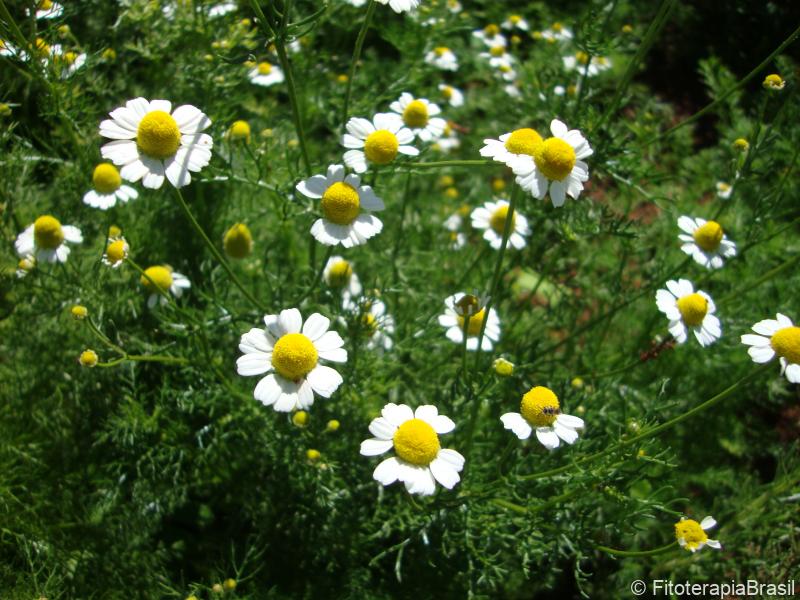 Matricaria chamomilla