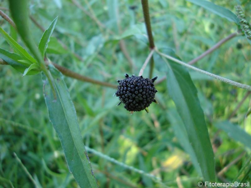 Folhas e fruto seco