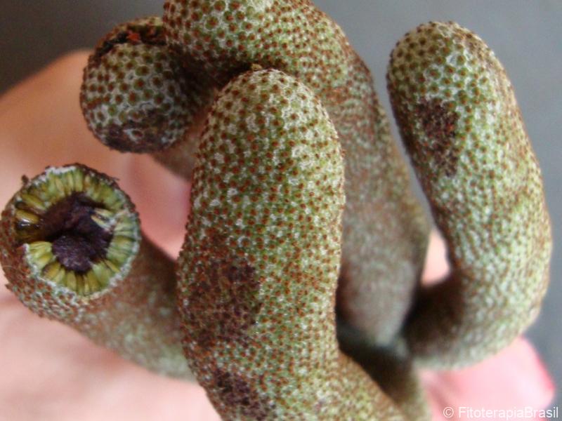 Fruto