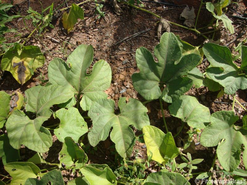 Cyaponia tayuya