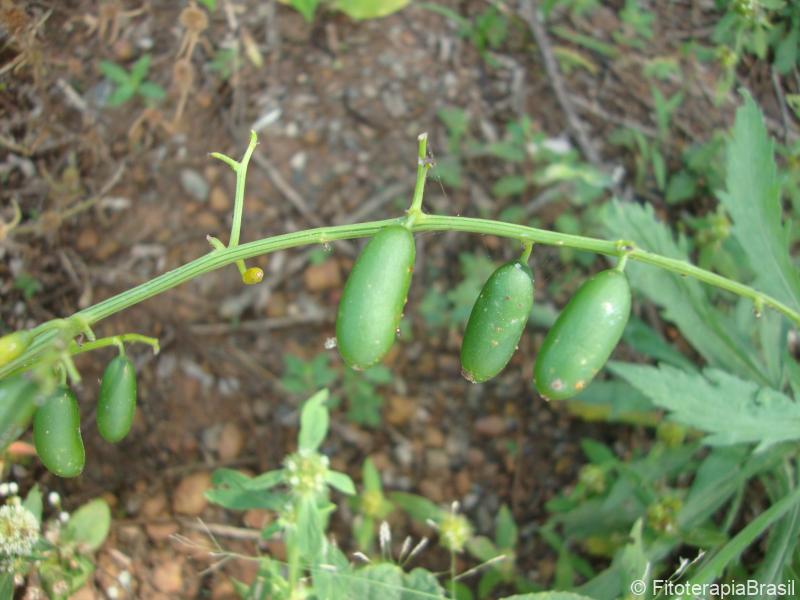Cyaponia tayuya