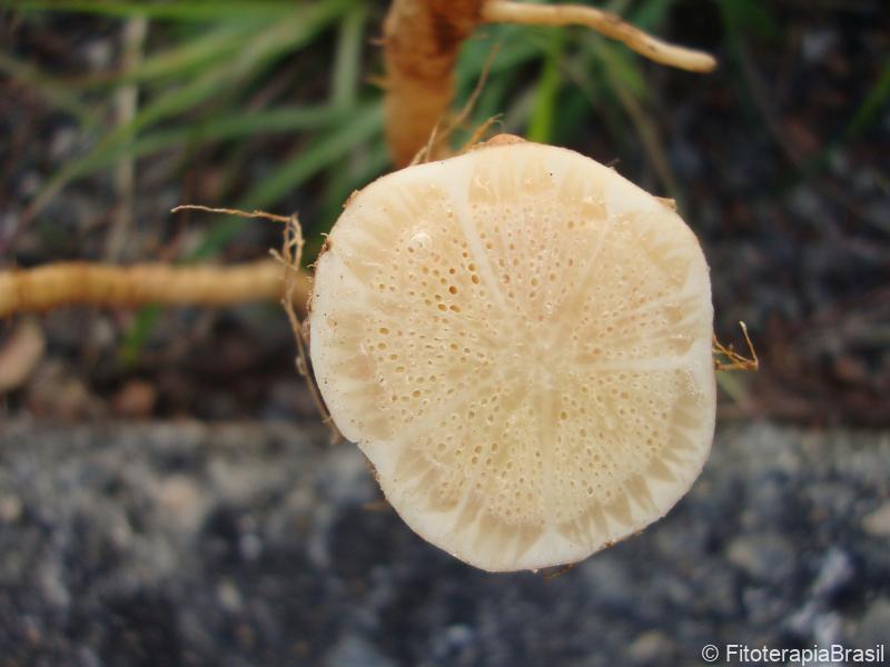 Cyaponia tayuya