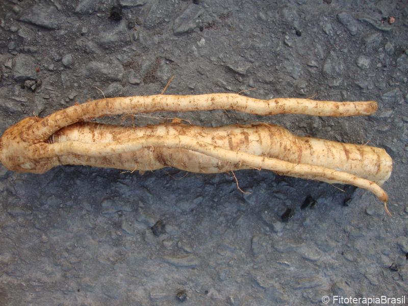 Cyaponia tayuya