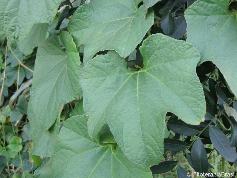 Cyaponia tayuya