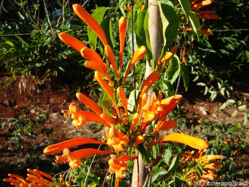 Flores