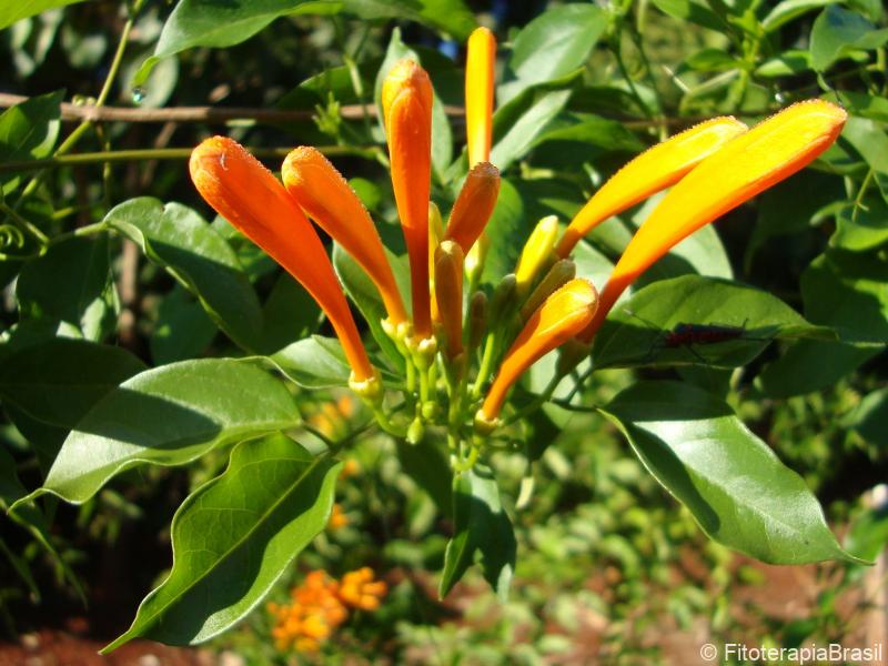Pyrostegia venusta