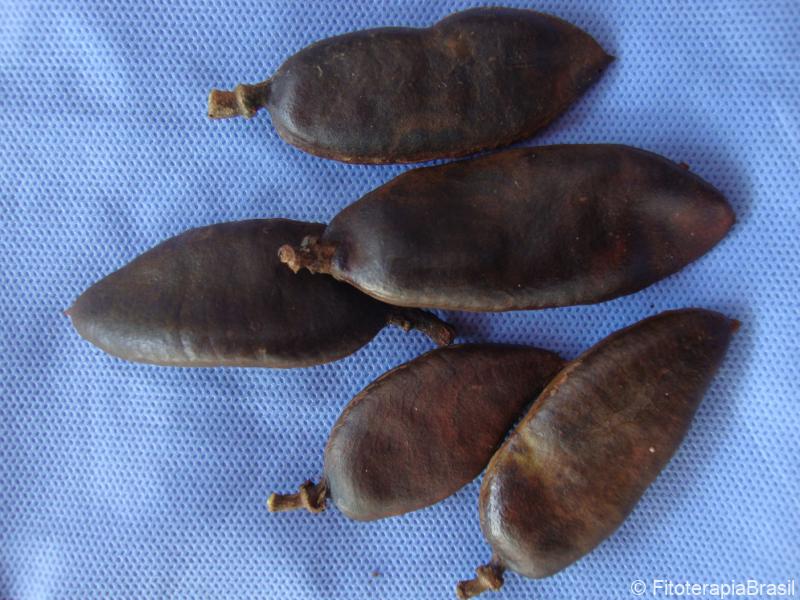 Caesalpinia ferrea