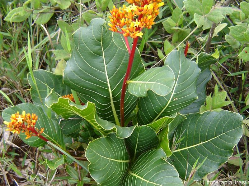 Planta jovem