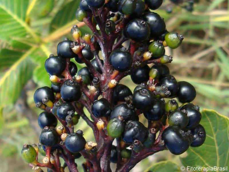 Frutos
