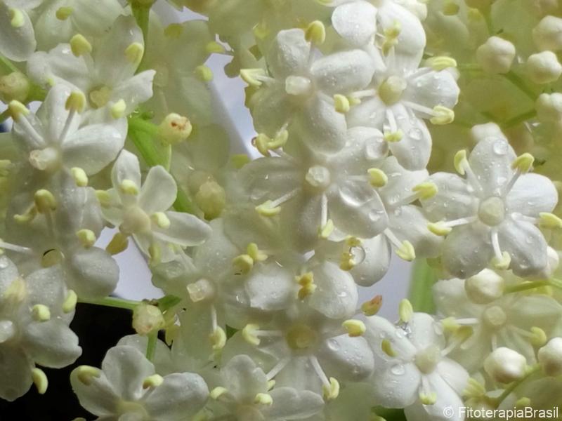 Sambucus australis