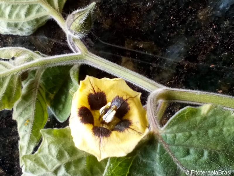 Physalis angulata
