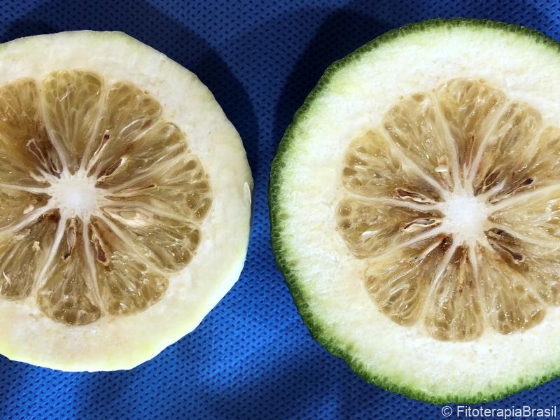 Citrus aurantium