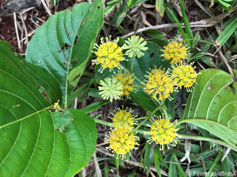 Uncaria tomentosa