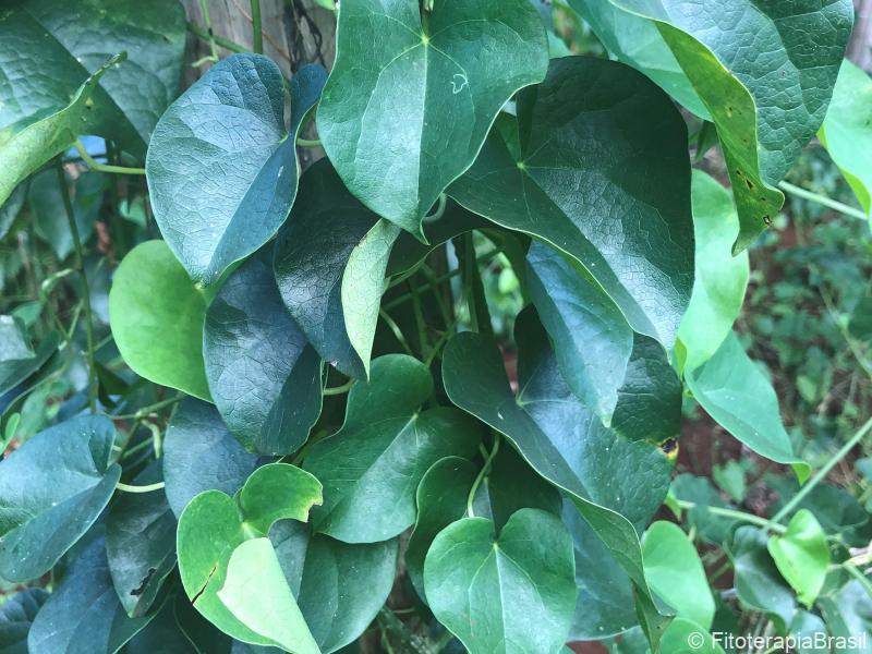 Tinospora cordifolia 