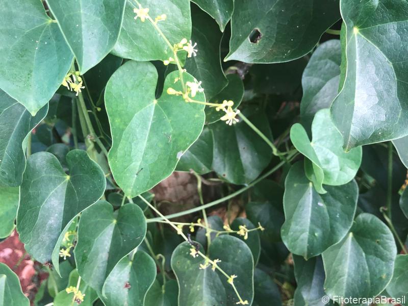 Tinospora cordifolia 