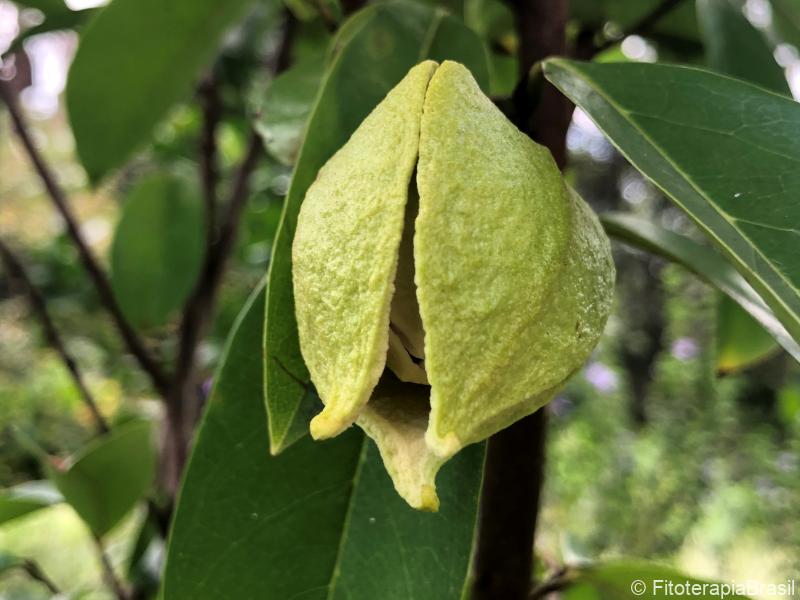 Annona muricata