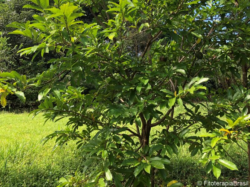 Annona muricata